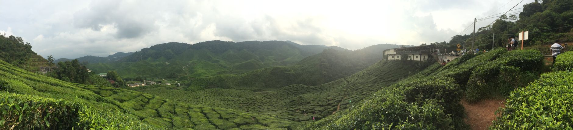Ladang berteres di tanah tinggi Cameron Highlands dengan banjaran berkabus