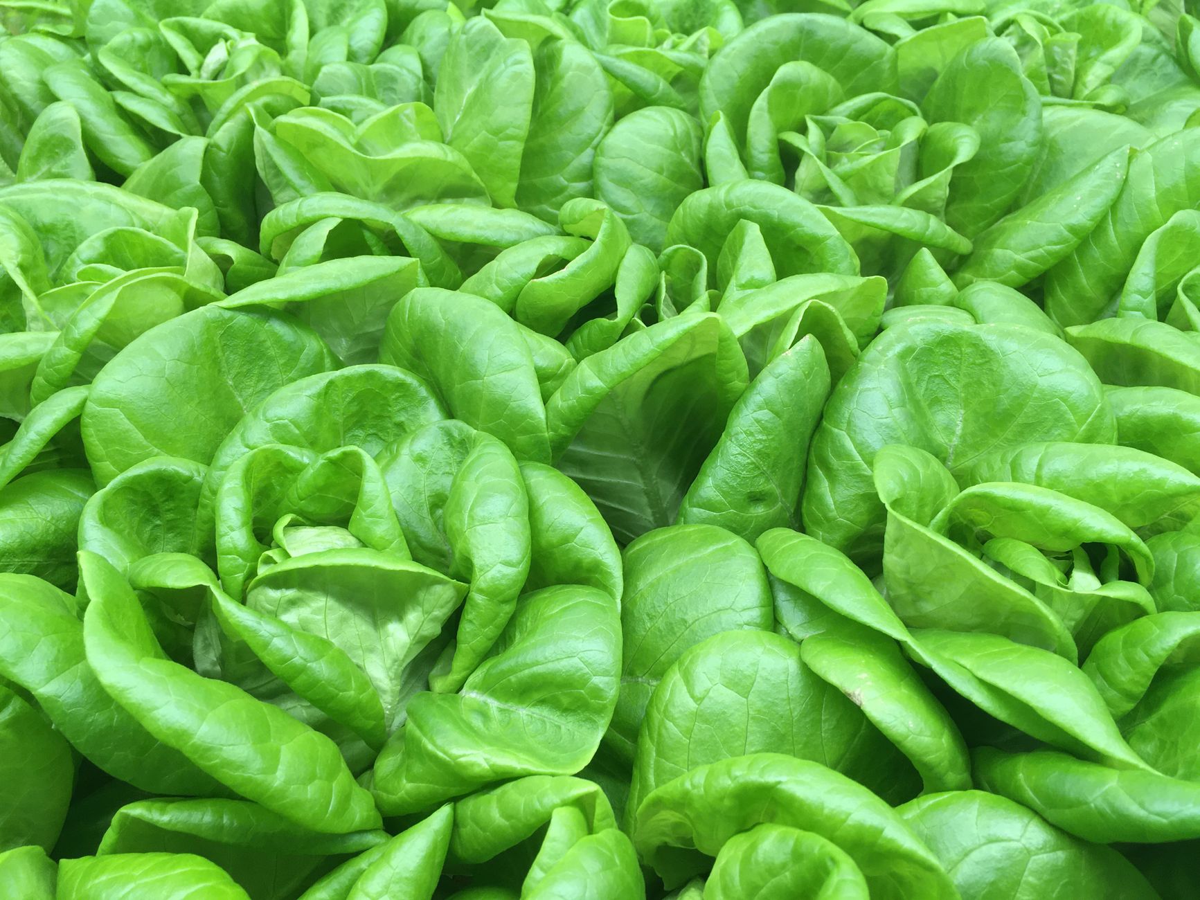 Salad Butterhead