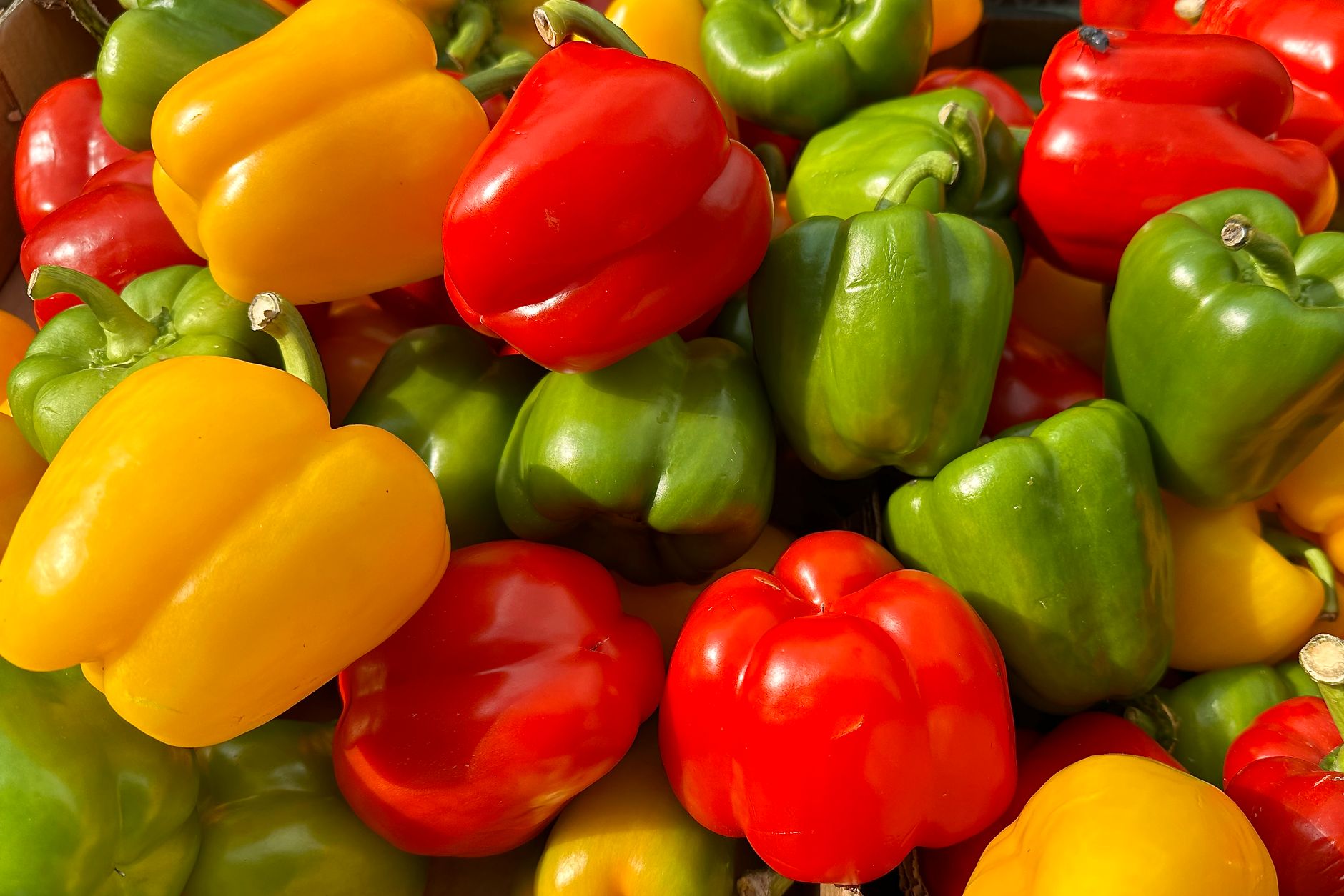 Lada Benggala (Capsicum)