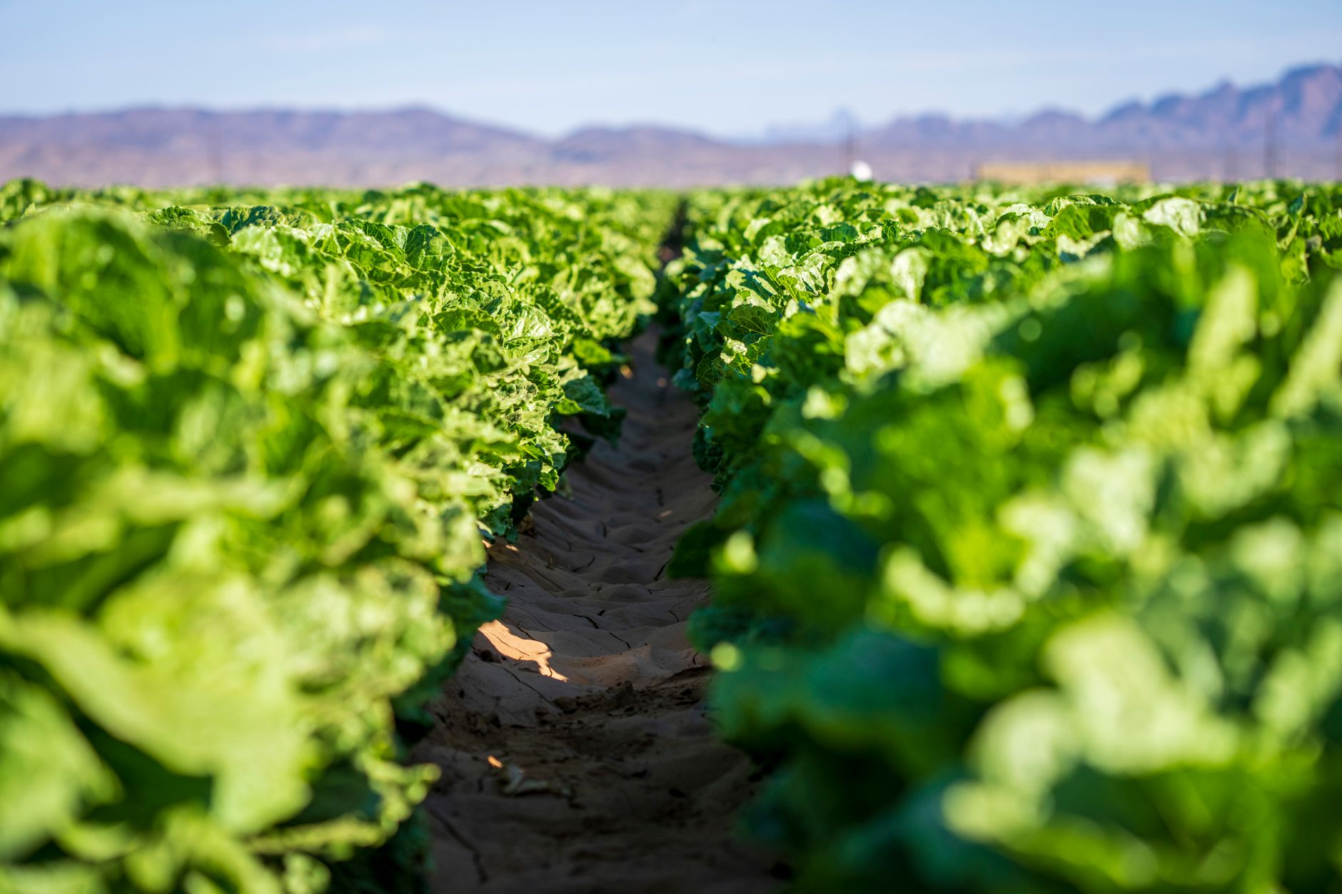 Salad Romaine (Cos)