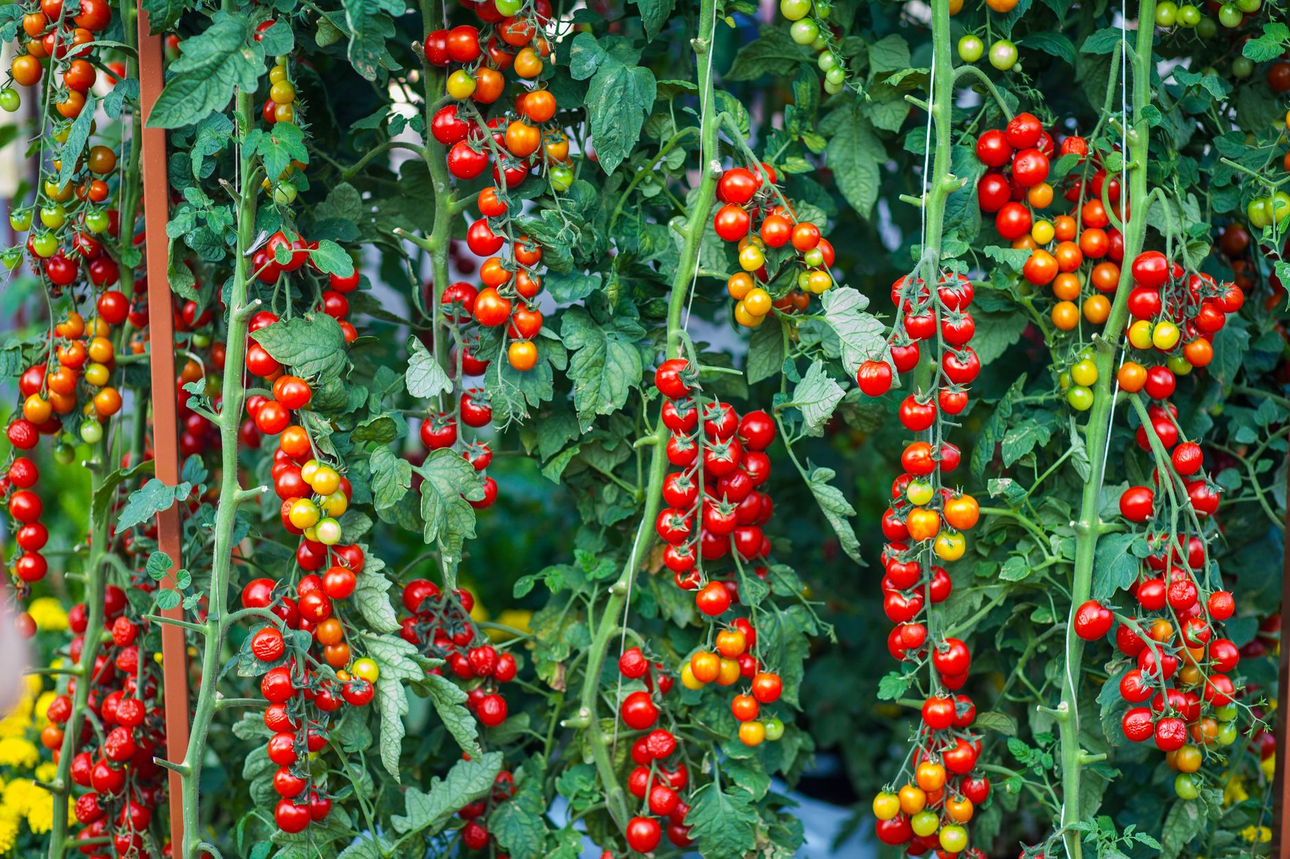 Tomato Ceri